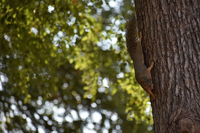 播规律的充 播规律的充
